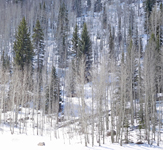 Aspen in Snow